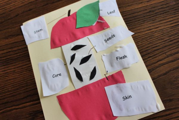 Parts of an Apple Cut & Paste Activity for Preschoolers & Kindergarten ...